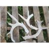Image 2 : Lot of assorted small antler sheds