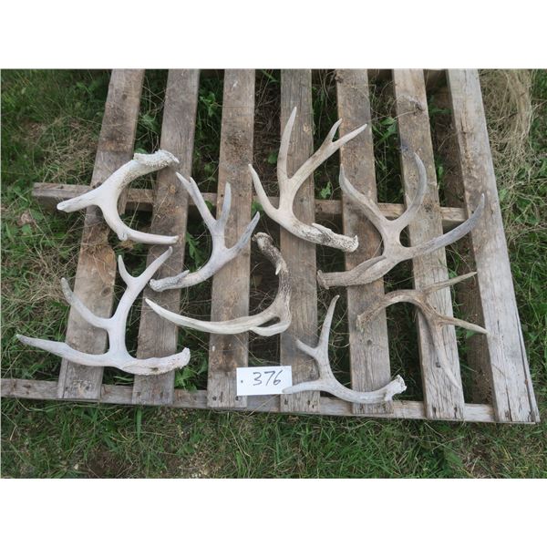 Lot of assorted small antler sheds