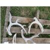 Image 2 : Lot of assorted small antler sheds
