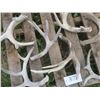 Image 3 : Lot of assorted small antler sheds