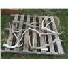 Image 1 : Lot of assorted small antler sheds
