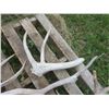 Image 5 : Lot of assorted small antler sheds