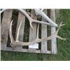 Image 6 : Lot of assorted small antler sheds