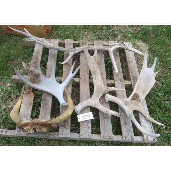 Lot of assorted large antler sheds (includes cow horn set)