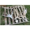 Image 3 : Lot of assorted large antler sheds (includes cow horn set)