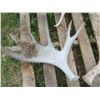 Image 4 : Lot of assorted large antler sheds (includes cow horn set)