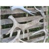 Image 5 : Lot of assorted large antler sheds (includes cow horn set)