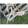 Image 6 : Lot of assorted large antler sheds (includes cow horn set)