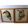 Image 2 : (4) Framed Drawings Toucans, Galago, Graupapgei, Magnolienbluten (14-3/4 x 13-1/2")