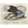 Image 1 : John James Audubon, handcolored lithograph