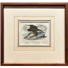 Image 2 : John James Audubon, handcolored lithograph