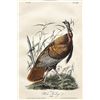 Image 1 : John James Audubon, handcolored lithograph