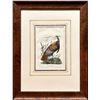 Image 2 : John James Audubon, handcolored lithograph