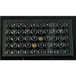 60) Large Frame North Georgia Bird Points