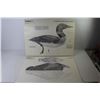 Image 3 : The Common Loon - Anatomical Portfolio For The Wildlife Artist Jeffrey Whiting
