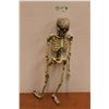 Image 1 : Skeleton Decoration - Untested, (1) Back Rib is Broken