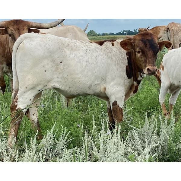 Southern Electric Bull Calf