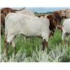 Image 1 : Southern Electric Bull Calf