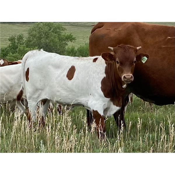 Grand Finale Bull Calf