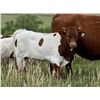 Image 1 : Grand Finale Bull Calf