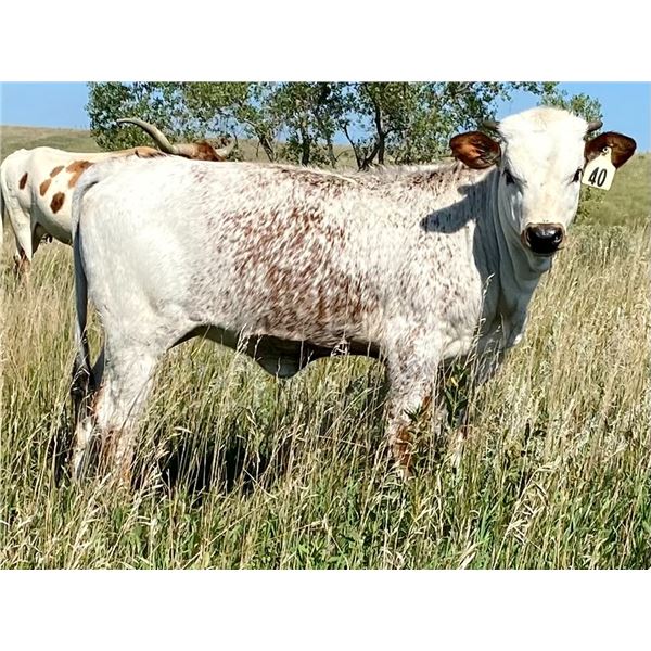 Iron Girl Heifer Calf