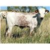 Image 1 : Iron Girl Heifer Calf