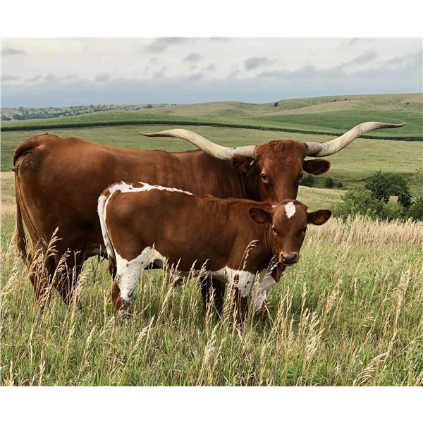 MCR Diamond Jubilee Bull Calf