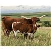 Image 1 : MCR Diamond Jubilee Bull Calf