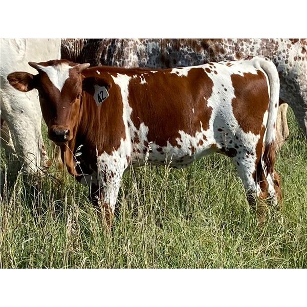 MCR Maxi Smoke Heifer Calf