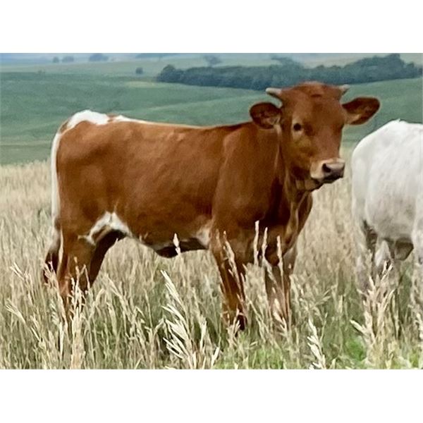 Red Jubilee Heifer Calf