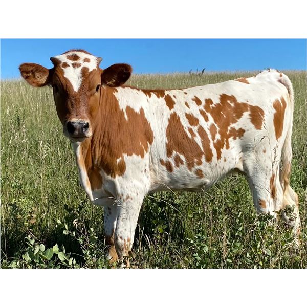 Hooray Whata Win Heifer Calf