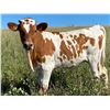 Image 1 : Hooray Whata Win Heifer Calf