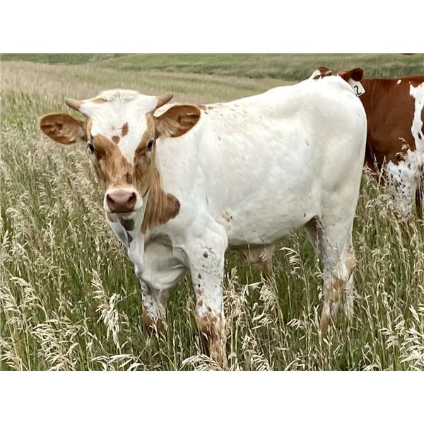 Justa Rebel Bull Calf