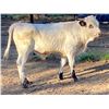 Image 1 : SUB Sittin Pretty EOT Bull Calf