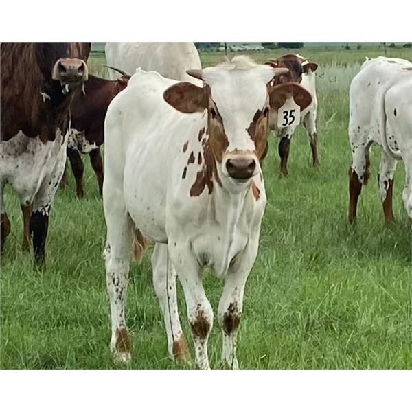 Iron Ranger Heifer Calf
