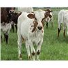 Image 1 : Iron Ranger Heifer Calf