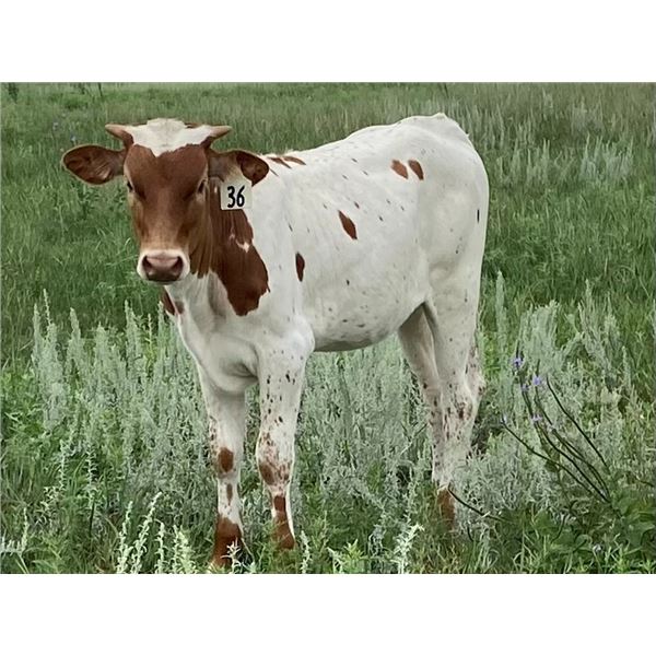 Lezawes Charm Heifer Calf
