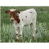 Image 1 : Lezawes Charm Heifer Calf