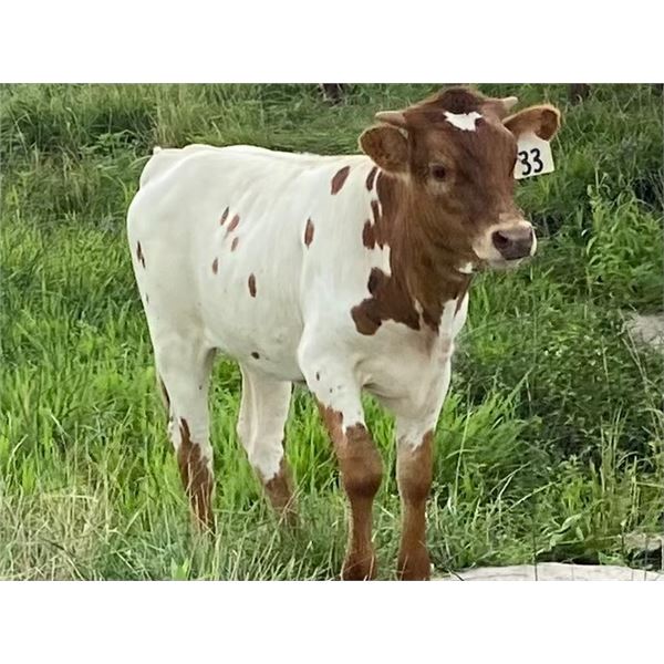 Cadillac Girl Heifer Calf