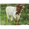 Image 1 : Cadillac Girl Heifer Calf