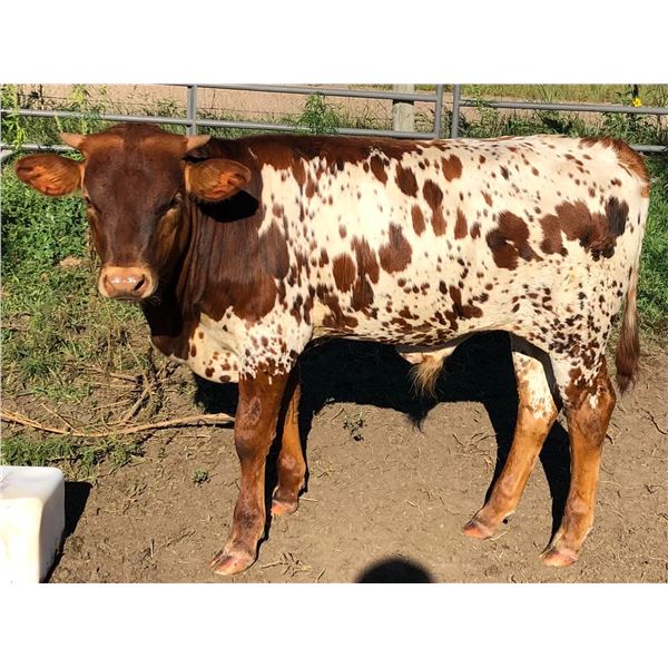 MCR Rebel Jangler Bull Calf