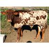 Image 1 : MCR Rebel Jangler Bull Calf