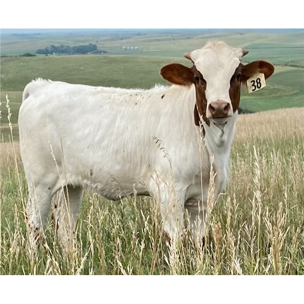 MCR Glorified Racer Heifer