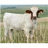 Image 1 : MCR Glorified Racer Heifer