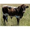 Image 1 : MCR Justa Queen Bull Calf