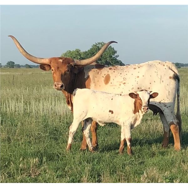 Just Hit The Mark Heifer Calf