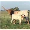Image 1 : Just Hit The Mark Heifer Calf