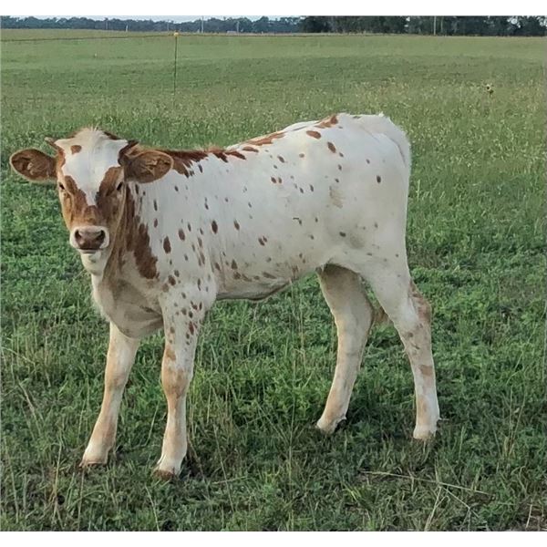 Justa Jubilee Heifer Calf