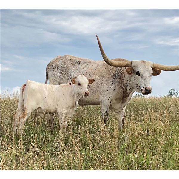 Jest Gracie Heifer Calf