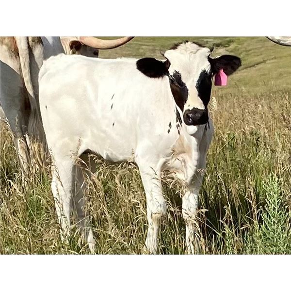 HL Clear Money Heifer Calf